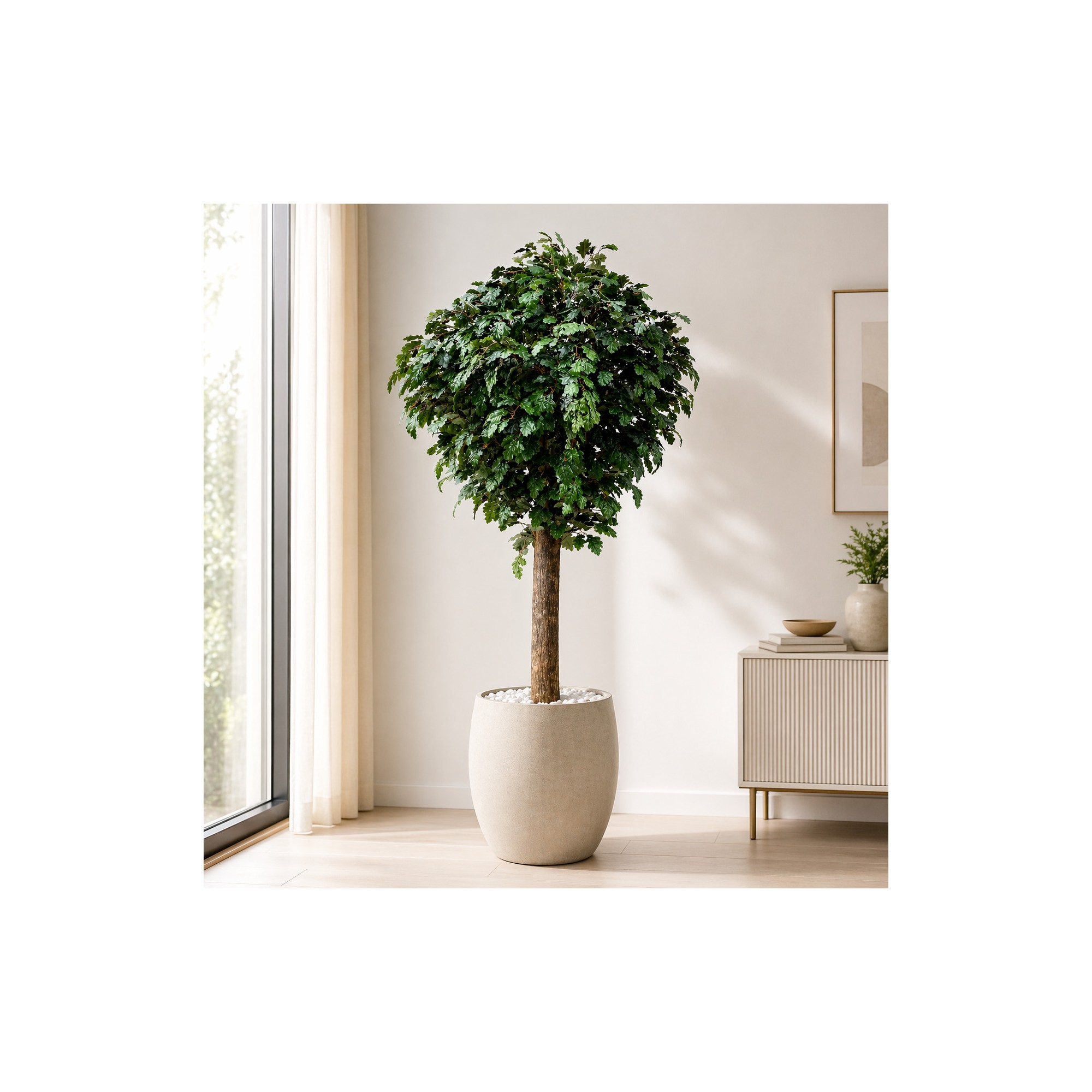  Quercia Seminaturale  Verde con frutti  Tronco Gigantea  UVR H 250 CM