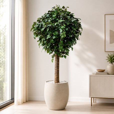 Quercia Seminaturale  Verde con frutti  Tronco Gigantea  UVR H 250 CM
