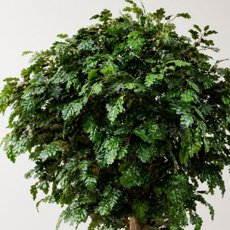 Quercia Seminaturale  Verde con frutti  Tronco Gigantea  UVR H 250 CM