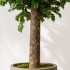 Quercia Seminaturale  Verde con frutti  Tronco Gigantea  UVR H 250 CM