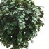 Quercia Seminaturale  Verde con frutti  Tronco Gigantea  UVR H 250 CM