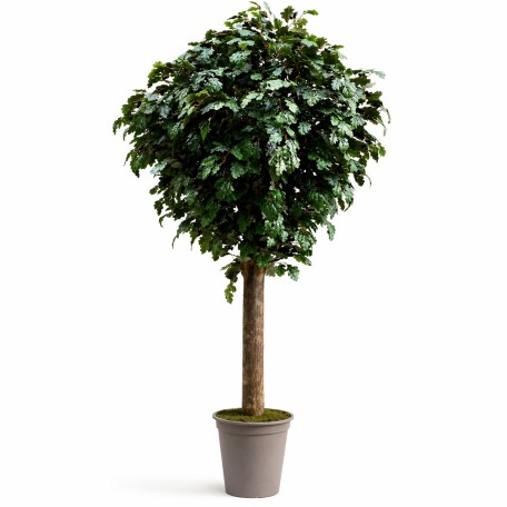 Quercia Seminaturale  Verde con frutti  Tronco Gigantea H 320 CM