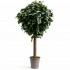 Quercia Seminaturale  Verde con frutti  Tronco Gigantea H 320 CM