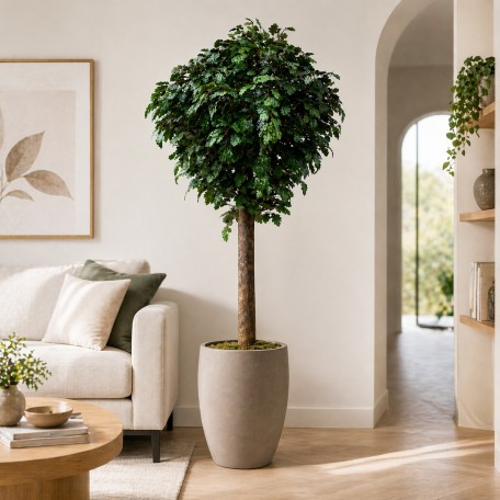 Quercia Seminaturale  Verde con frutti  Tronco Gigantea H 320 CM