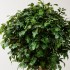 Quercia Seminaturale  Verde con frutti  Tronco Gigantea H 320 CM