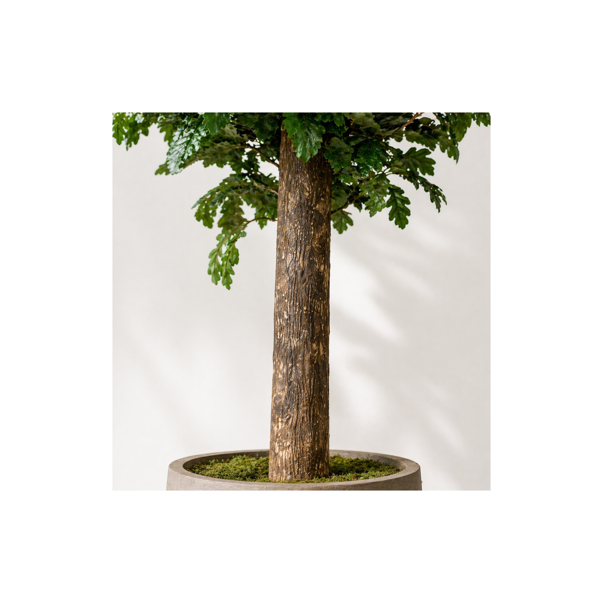  Quercia Seminaturale  Verde con frutti  Tronco Gigantea H 320 CM