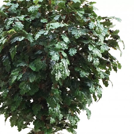 Quercia Seminaturale  Verde con frutti  Tronco Gigantea H 320 CM