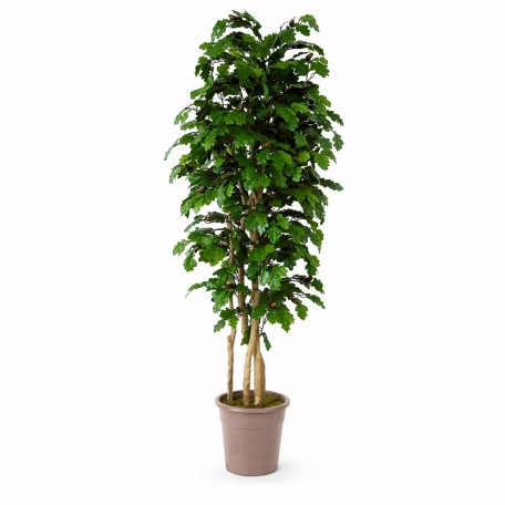 Quercia Seminaturale  Verde con frutti  Tronco Mansanisi  UVR H 125 CM