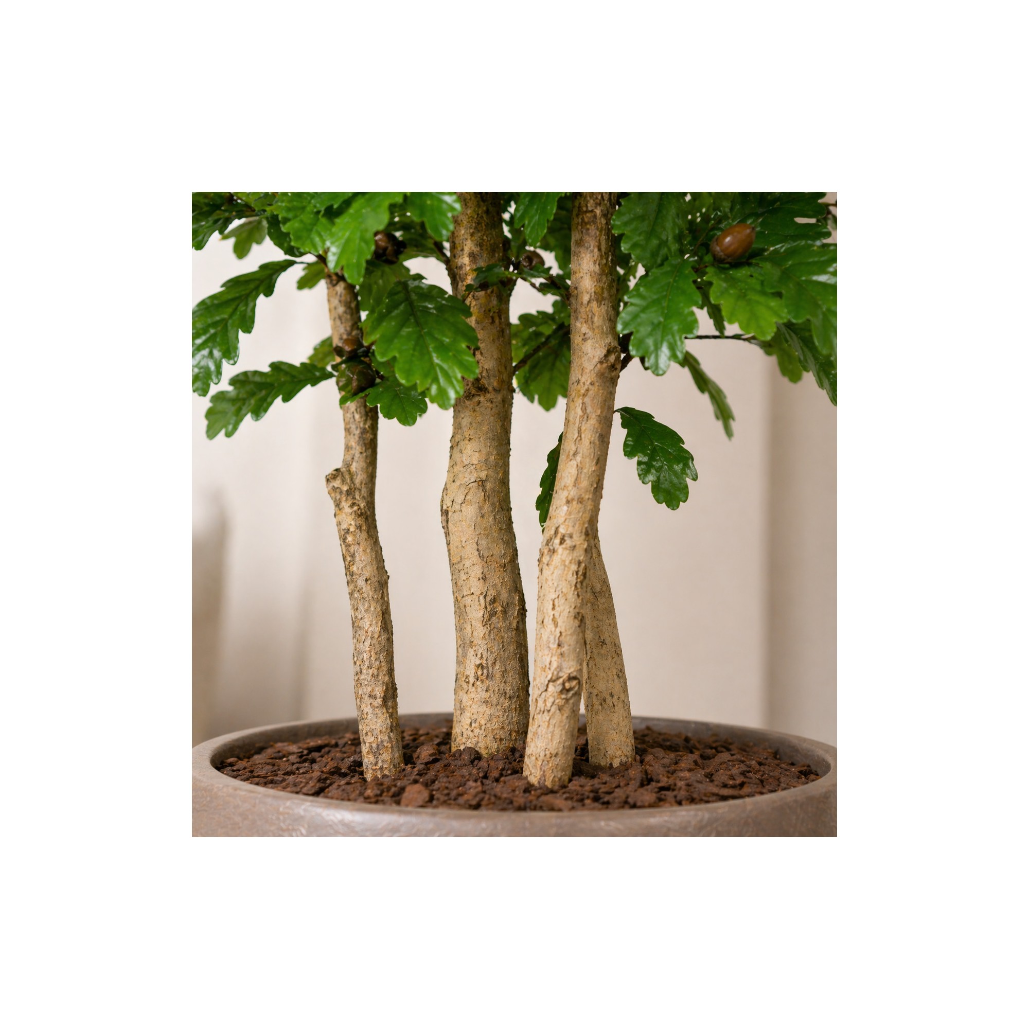  Quercia Seminaturale  Verde con frutti  Tronco Mansanisi  UVR H 150 CM