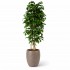 Quercia Seminaturale  Verde con frutti  Tronco Mansanisi  UVR H 150 CM