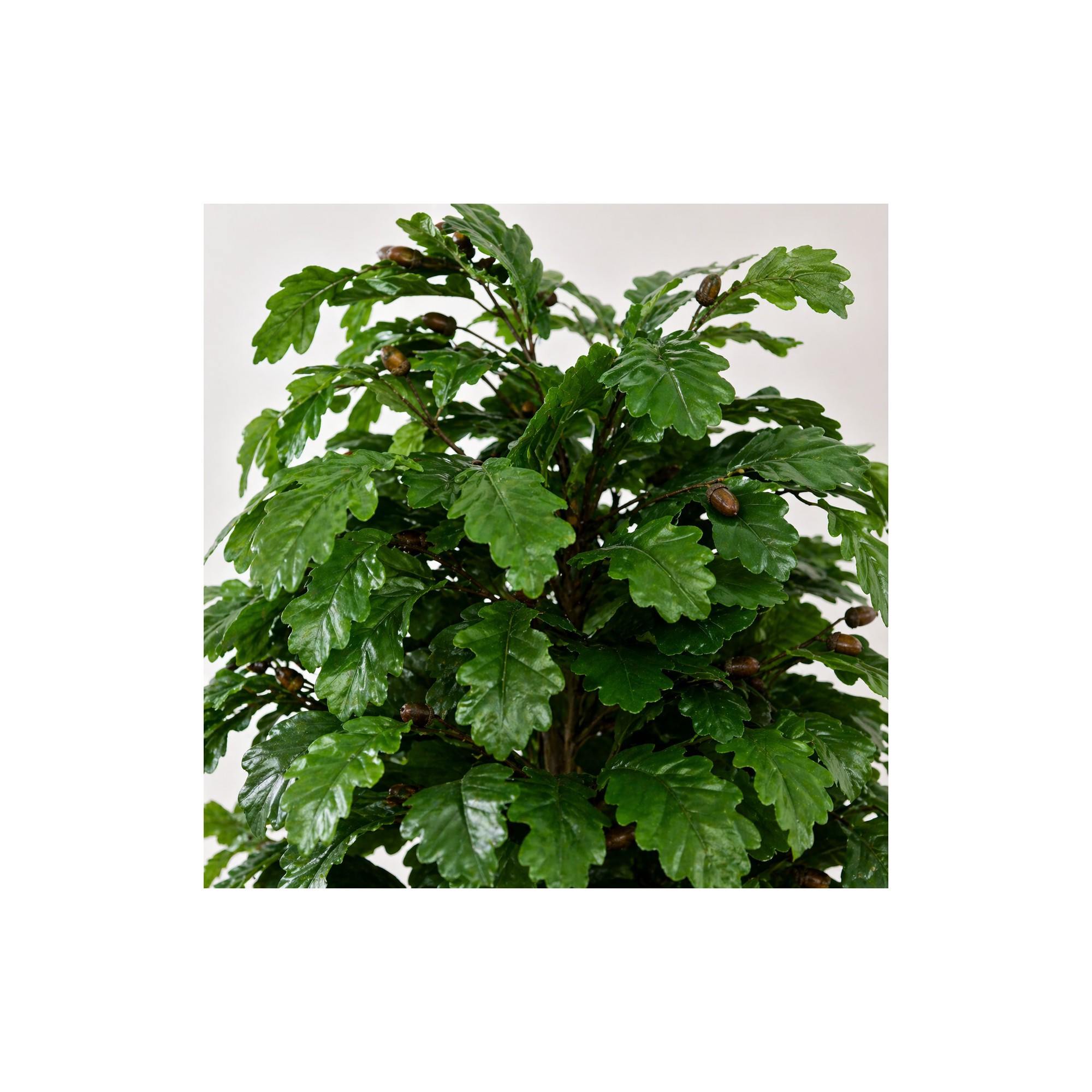  Quercia Seminaturale  Verde con frutti  Tronco Mansanisi  UVR H 175 CM