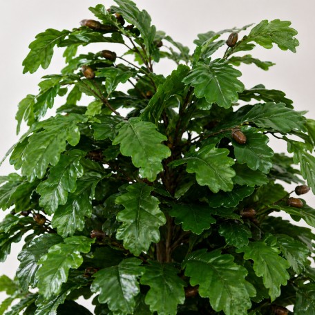 Quercia Seminaturale  Verde con frutti  Tronco Mansanisi  UVR H 200 CM