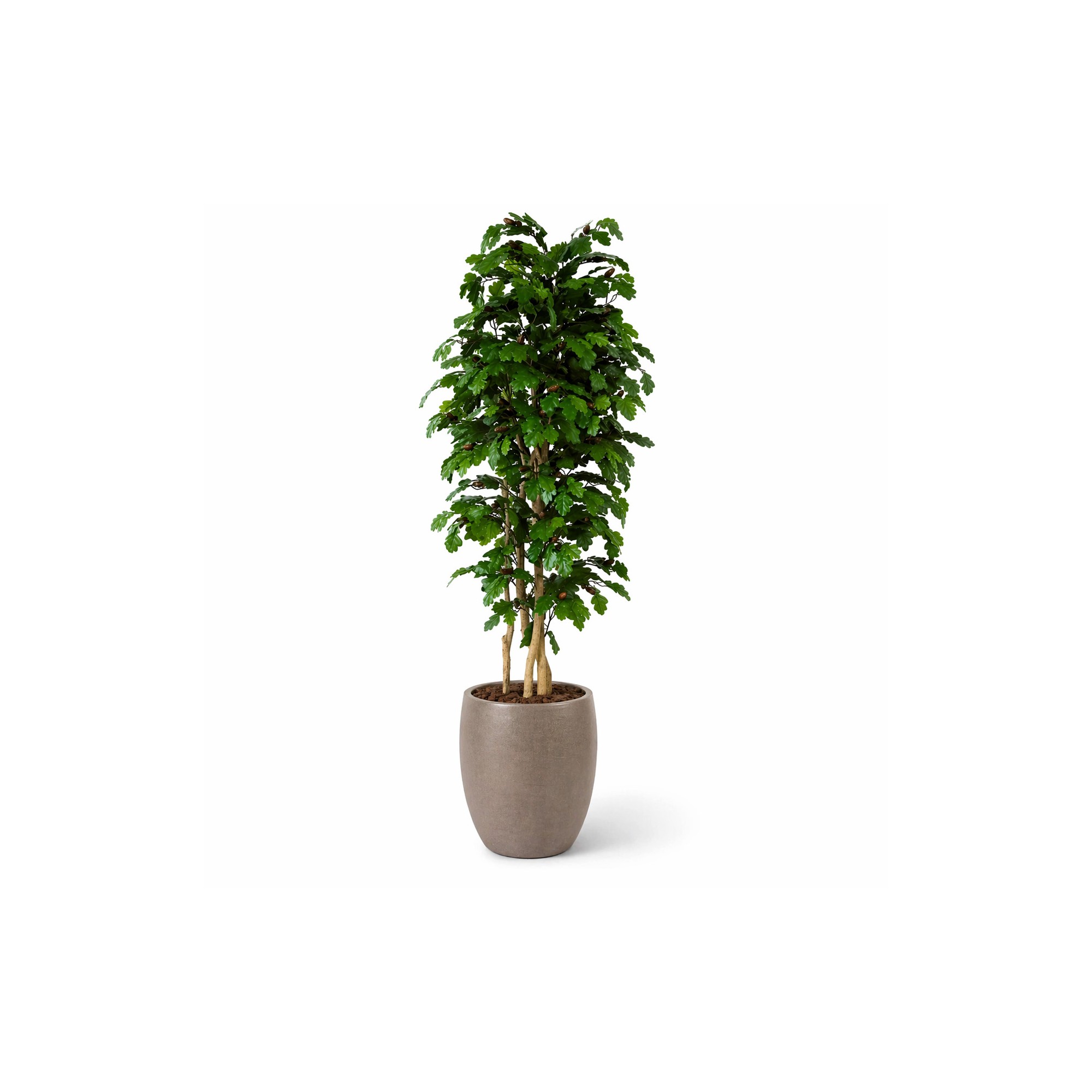  Quercia Seminaturale  Verde con frutti  Tronco Mansanisi  UVR H 200 CM