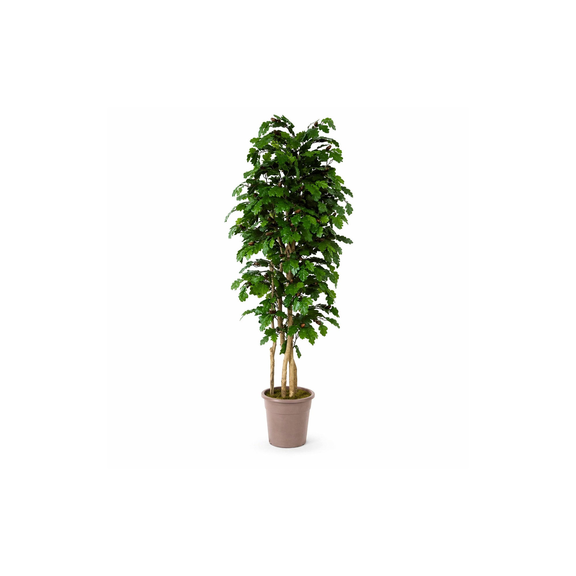  Quercia Seminaturale  Verde con frutti  Tronco Mansanisi  UVR H 225