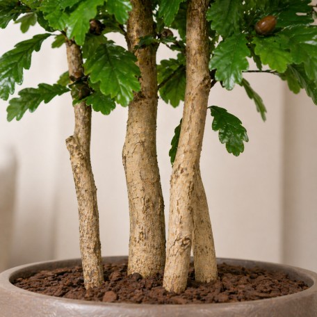 Quercia Seminaturale  Verde con frutti  Tronco Mansanisi  UVR H 225