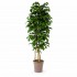 Quercia Seminaturale  Verde con frutti  Tronco Mansanisi  UVR H 250 CM