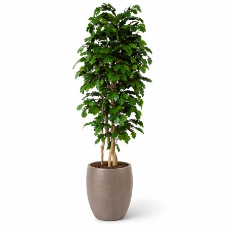 Quercia Seminaturale  Verde con frutti  Tronco Mansanisi  UVR H 275 CM