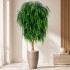 Salice Seminaturale  Verde  Tronco Mansanisi  UVR H 150 CM