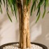 Salice Seminaturale  Verde  Tronco Mansanisi  UVR H 150 CM