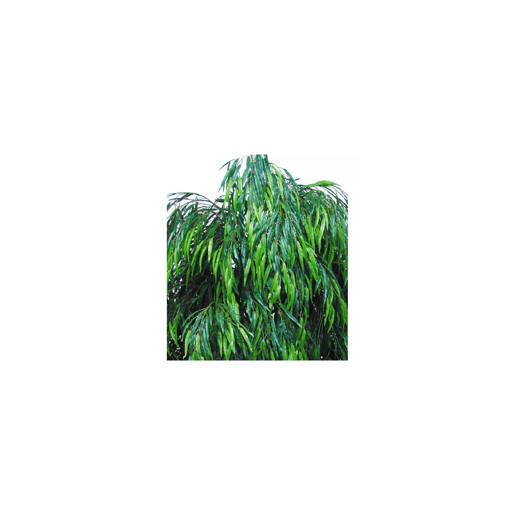  Salice Seminaturale  Verde  Tronco Mansanisi  UVR H 175