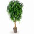 Salice Seminaturale  Verde  Tronco Mansanisi  UVR H 175