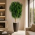 Salice Seminaturale  Verde  Tronco Mansanisi  UVR H 200 CM