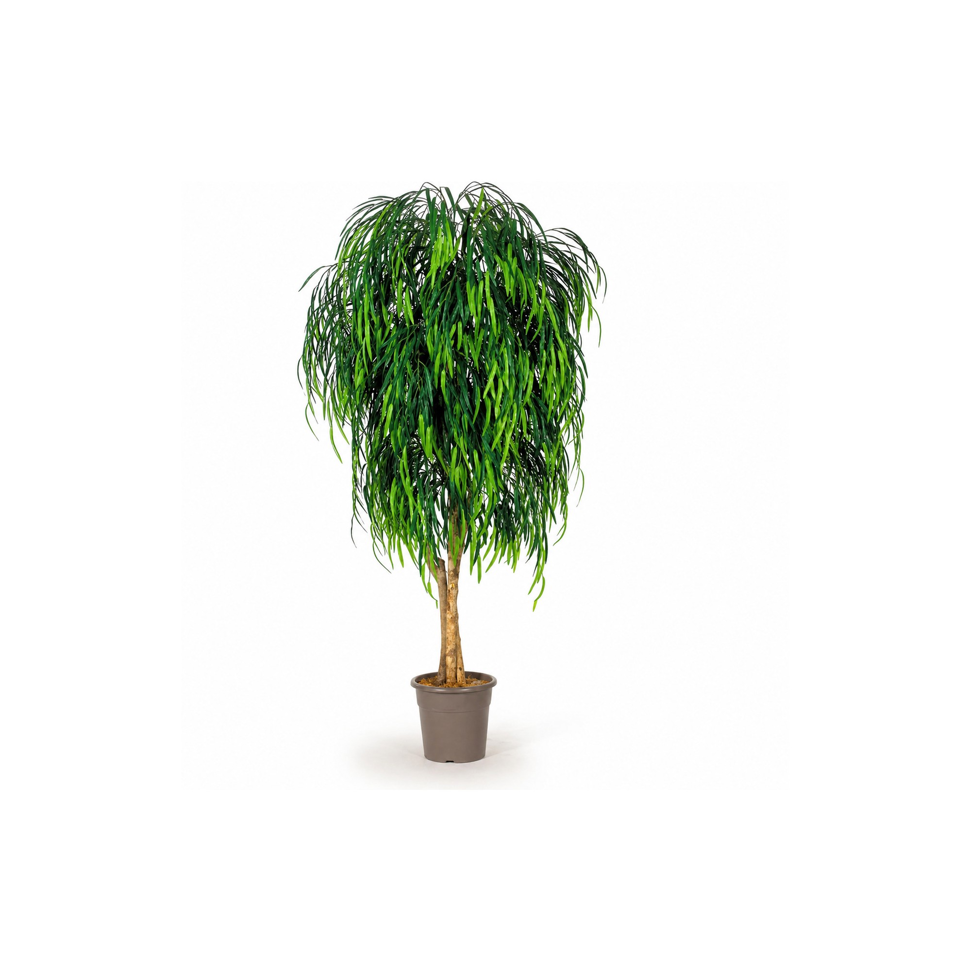  Salice Seminaturale  Verde  Tronco Mansanisi  UVR H 200 CM
