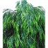 Salice Seminaturale  Verde  Tronco Mansanisi  UVR H 225 CM