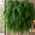 Salice Seminaturale Grande  Verde  Tronco Mansanisi  UVR H 250 CM