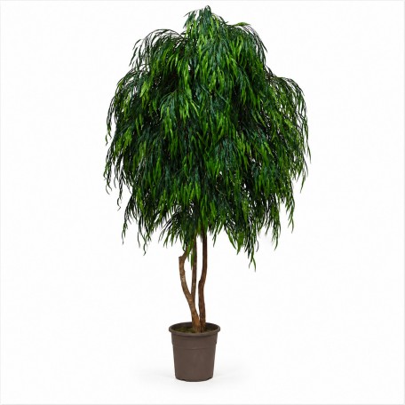 Salice Seminaturale Grande  Verde  Tronco Mansanisi  UVR H 275 CM