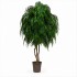 Salice Seminaturale Grande  Verde  Tronco Mansanisi  UVR H 275 CM