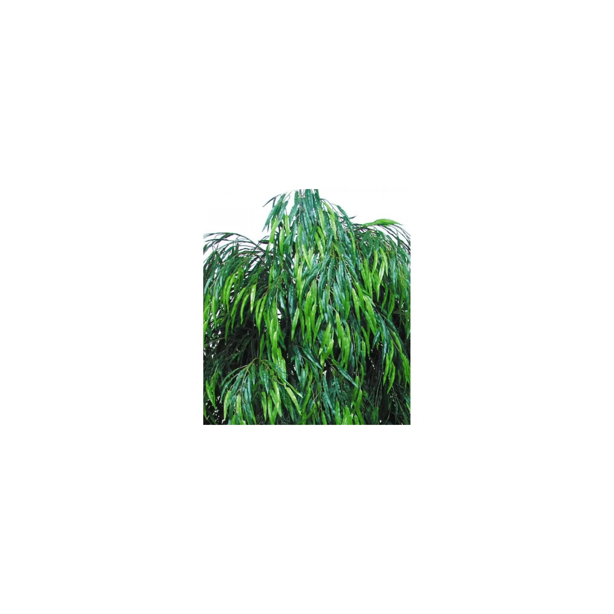  Salice Seminaturale Grande  Verde  Tronco Mansanisi  UVR H 275 CM