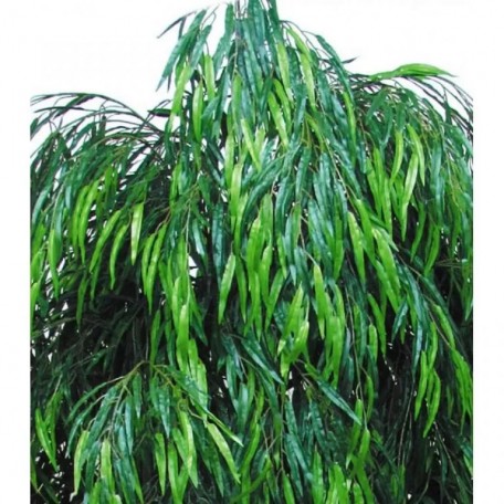Salice Seminaturale Grande  Verde  Tronco Mansanisi  UVR H 275 CM