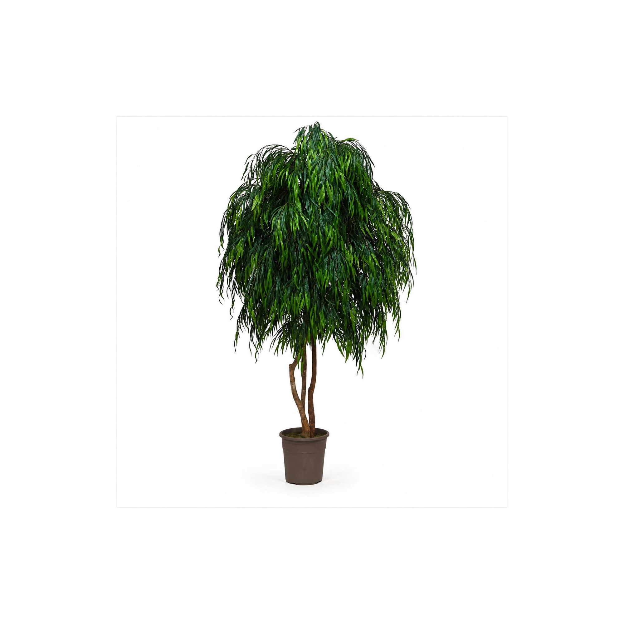  Salice Seminaturale Grande  Verde  Tronco Mansanisi  UVR H 300 CM