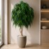 Salice Seminaturale Grande  Verde  Tronco Mansanisi  UVR H 300 CM