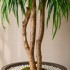 Salice Seminaturale Grande  Verde  Tronco Mansanisi  UVR H 300 CM